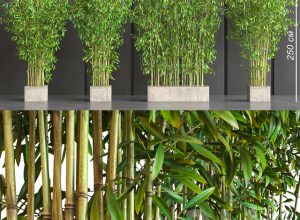 Planta bambú natural exterior