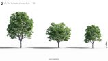 MT_PM_V40_Aesculus_chinensis_01_04-06