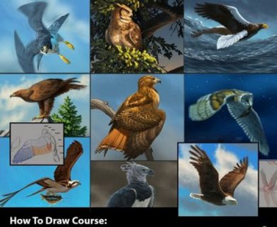 آموزش طراحی پرندگان شکاری در Photoshop