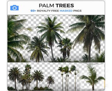 63 تصویر کات اوت درختان نخل مخصوص پست پروداکشن از شرکت Photobash