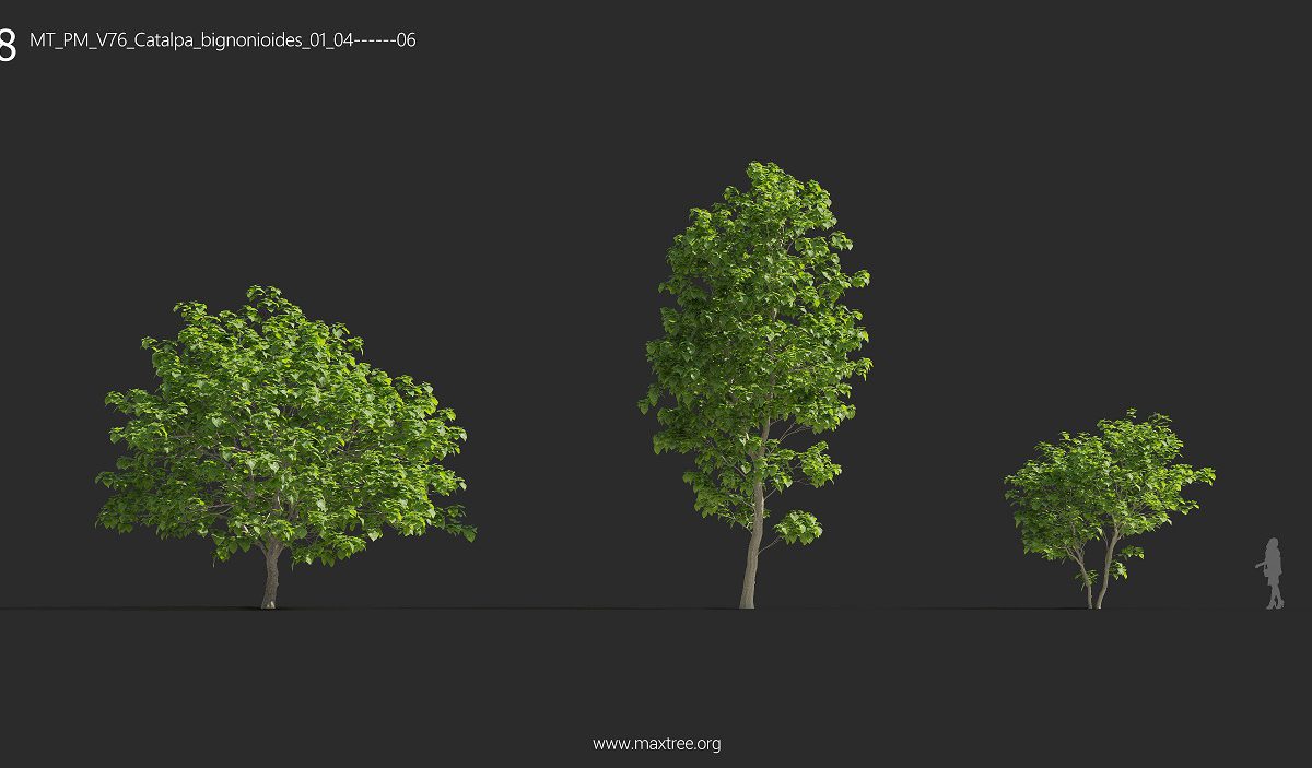 Maxtree plant models. Maxtree Birch. Birch Trees Maxtree. Maxtree pdf. Bushes Maxtree.