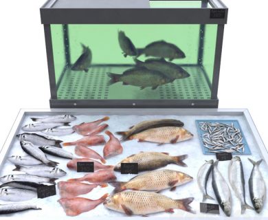 مدل سه بعدی ماهی