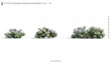 MT_PM_V70_Hydrangea_macrophylla_CloundWaterBlue_01_04-06