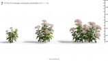 MT_PM_V70_Hydrangea_macrophylla_LavenderBlush_01_01-03