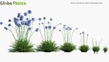 Allium-caeruleum_PRV1