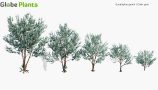 Eucalyptus-gunnii_PRV1