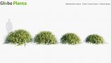 Hakonechloa-macra-‘-Green-Forest-Grass’_PRV1