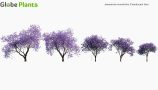 Jacaranda-mimosifolia_PRV1