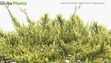 Juniperus-horizontalis-Golden-Carpet_PRV3