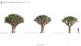 MT_PM_V73_Aloidendron_dichotomum_01_01-03