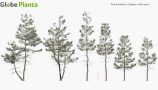 Pinus-strobus_PRV1