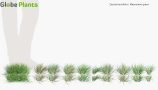 Zoysia-tenuifolia_PRV3
