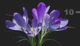 MT_PM_V91_Crocus_sativus_01_02