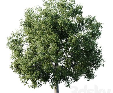 مدل سه بعدی گل و گلدان مدل سه بعدی گل و گلدان