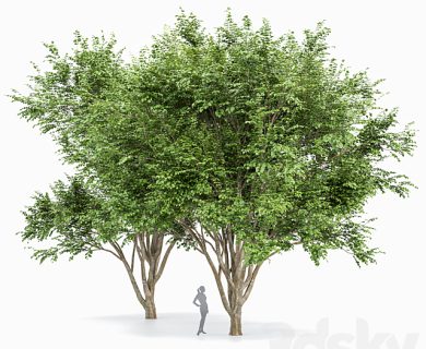 مدل سه بعدی گل و گلدان مدل سه بعدی گل و گلدان