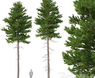 مدل سه بعدی گل و گلدان