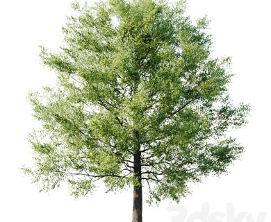 مدل سه بعدی گل و گلدان