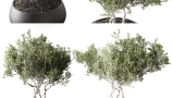 5910003.6560b0c29779f